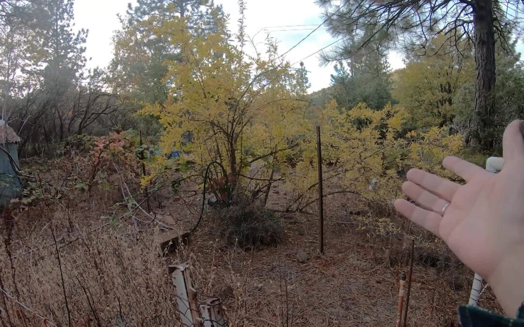 Willow’s Vintage Homestead: Garden Reclaiming