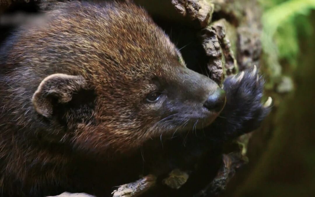 Yosemite Nature Notes: To Find a Fisher