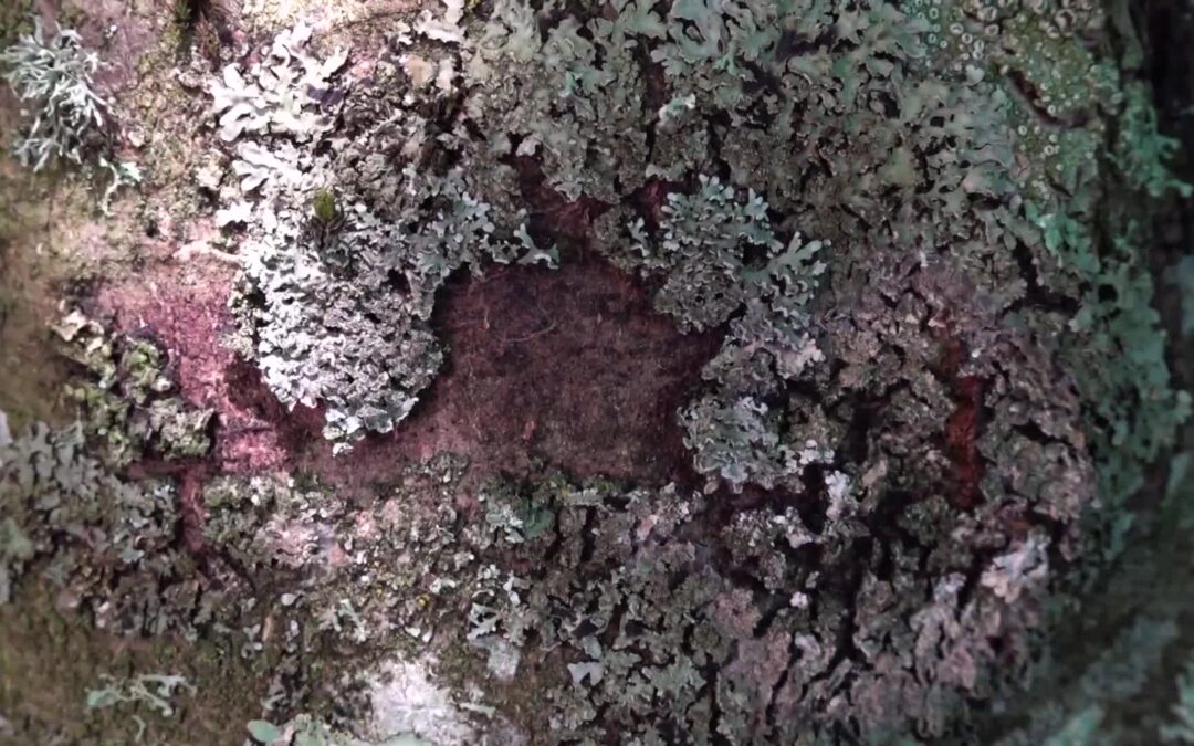 USFS-Air Pollution Lichens