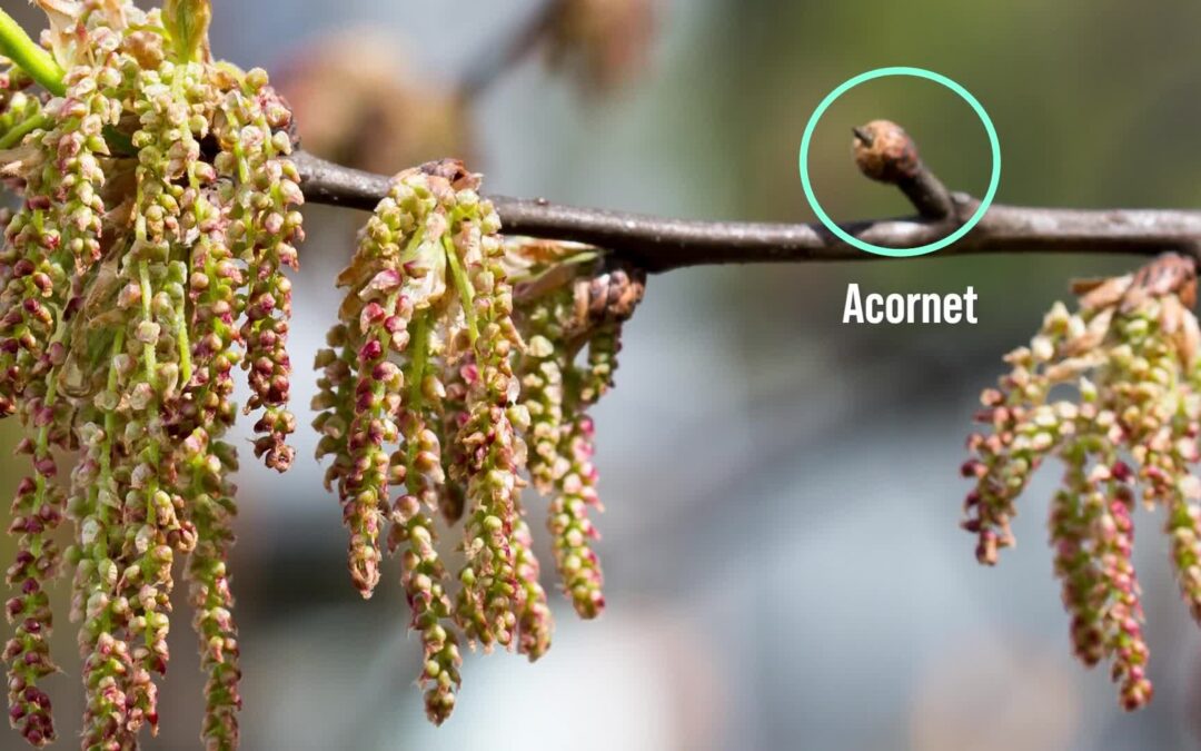 USFS-Acorn Collection