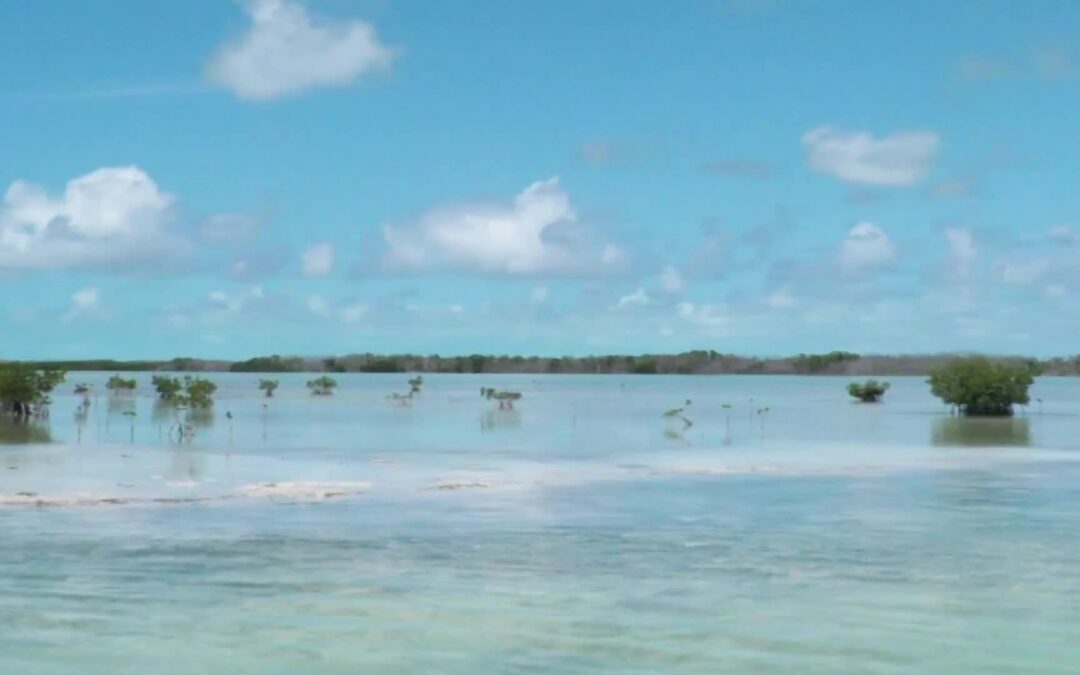 NPS-Island Biogeography