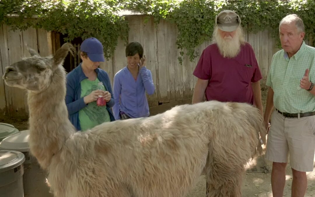 Good News with Steve Weldon – Llamas of Circle Home