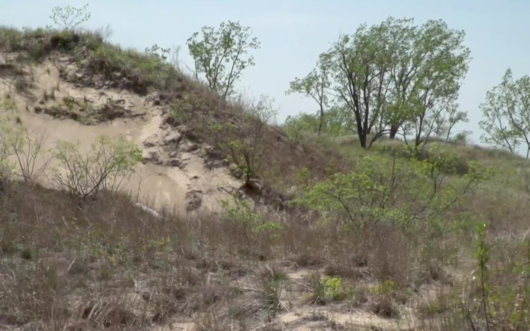 NPS-Plant Succession