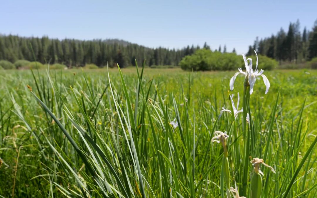 Yosemite Nature Notes