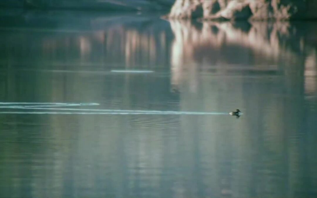 Creature Features: Wolf Lake (1980)