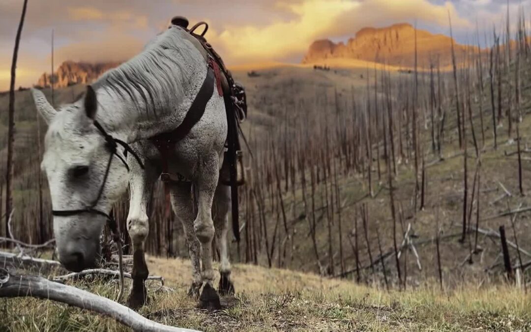 USFS-Trailblazers Meet the Heroes of the Forest Pack String