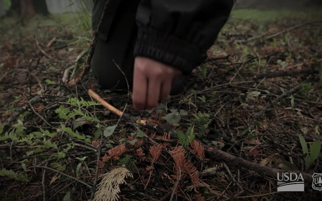 USFS-Legacy of the Ancients The Value of Old Growth Forests