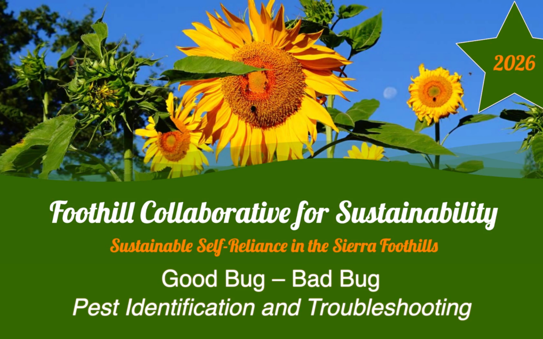 FoCuS 2026: Pest Identification